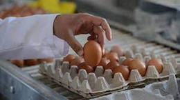 Yumurta sektörüne kartel soruşturması